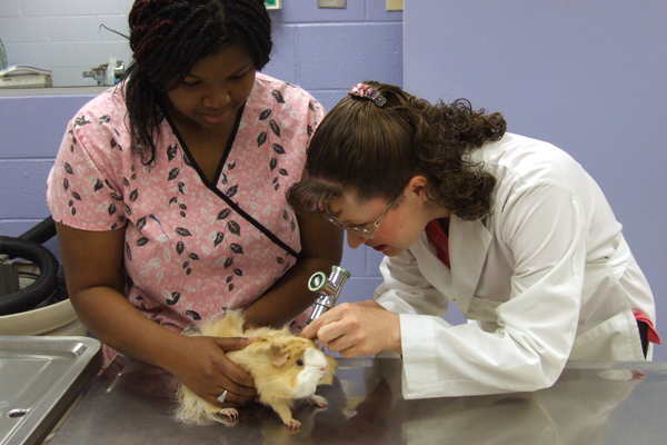Veterinary Nursing Program