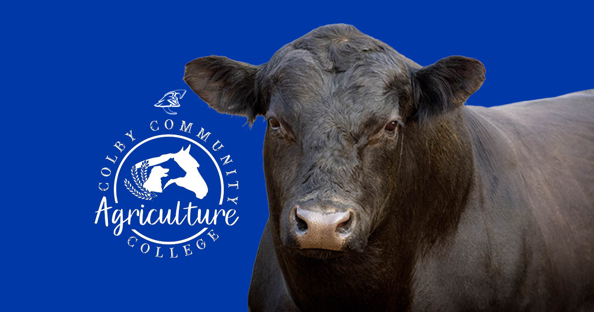 Black Angus bull with the ag logo