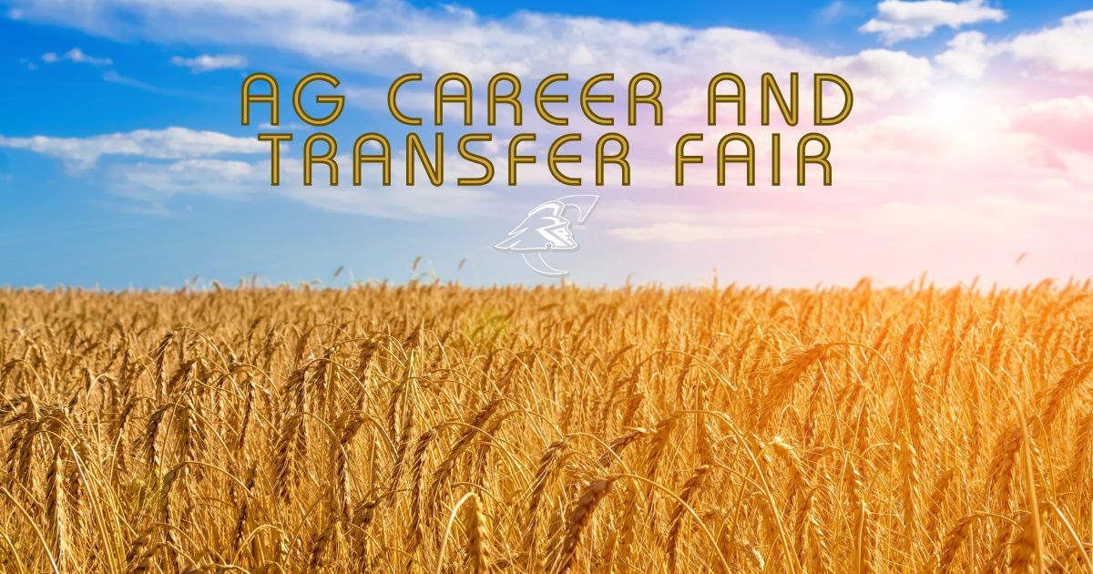 Wheat field under blue sky